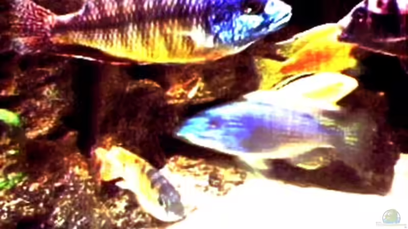 Besatz im Aquarium Becken 29 von Oliver Duddeck (5)