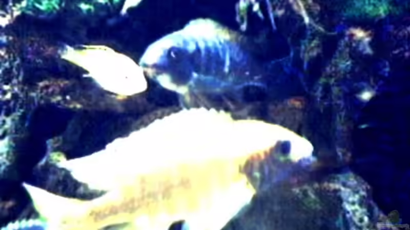 Besatz im Aquarium Becken 29 von Oliver Duddeck (6)