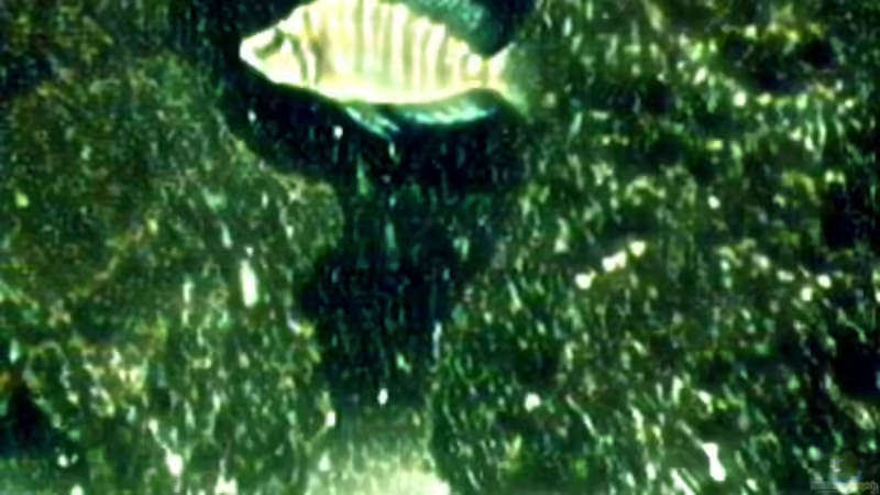 Besatz im Aquarium Becken 29 von Oliver Duddeck (9)