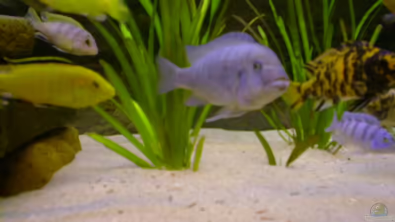 Besatz im Aquarium Becken 290 von Andreas Sachisthal (10)