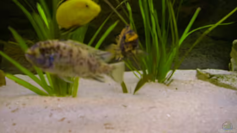 Besatz im Aquarium Becken 290 von Andreas Sachisthal (11)