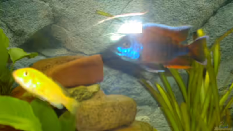 Besatz im Aquarium Becken 290 von Andreas Sachisthal (12)