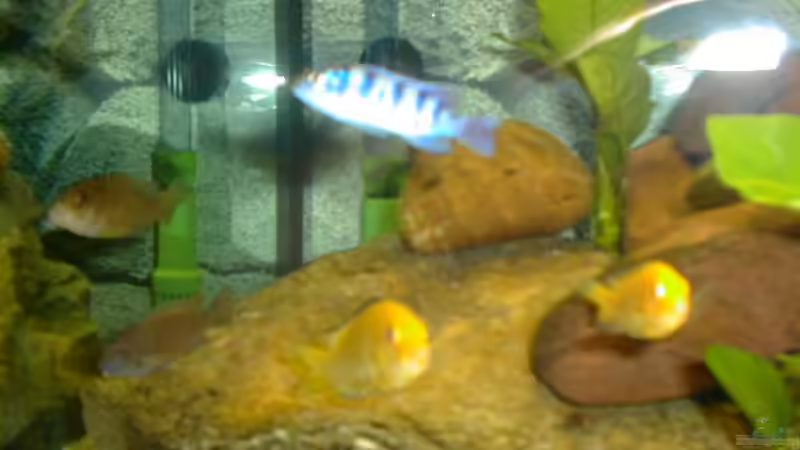 Besatz im Aquarium Becken 290 von Andreas Sachisthal (13)