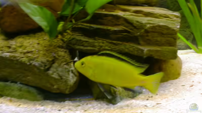 Besatz im Aquarium Becken 290 von Andreas Sachisthal (8)