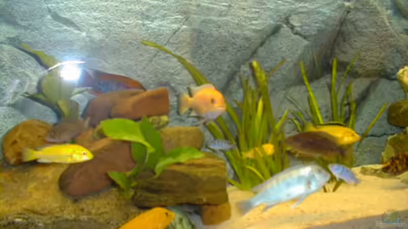 Besatz im Aquarium Becken 290 von Andreas Sachisthal (9)