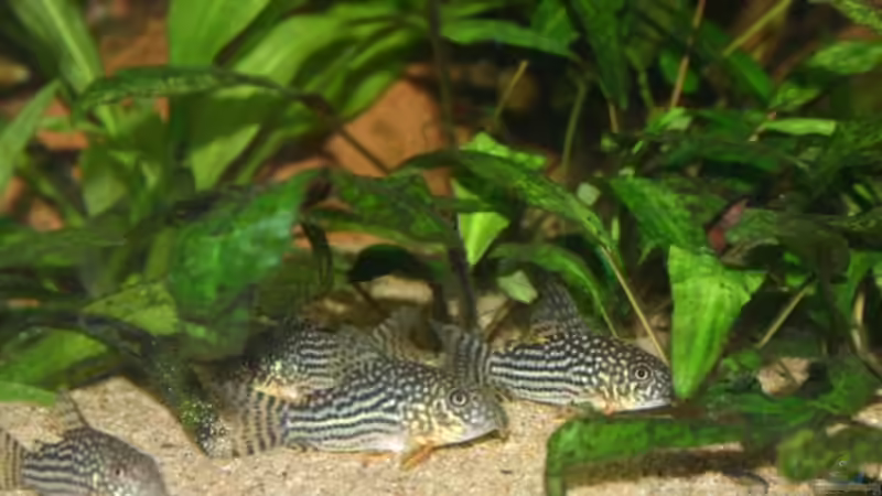 Besatz im Aquarium Becken 2900 von Matthias Schmidt (9)