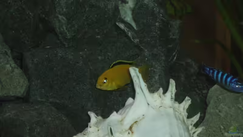 Besatz im Aquarium Becken 2903 von Stefan Matz (11)