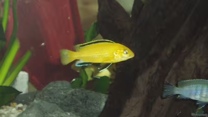 Besatz im Aquarium Becken 2903 von Stefan Matz (15)