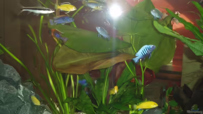 Besatz im Aquarium Becken 2903 von Stefan Matz (18)