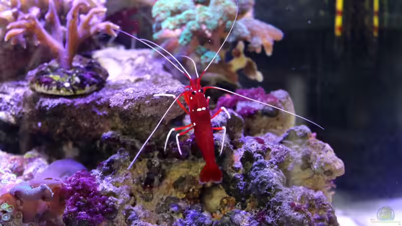 Besatz im Aquarium Becken 29062 von die Perle... (26)