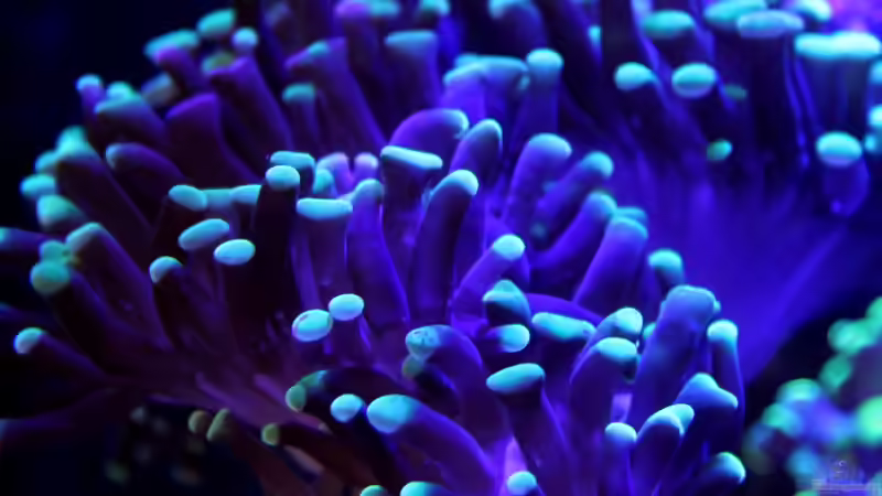 Besatz im Aquarium Becken 29062 von die Perle... (27)