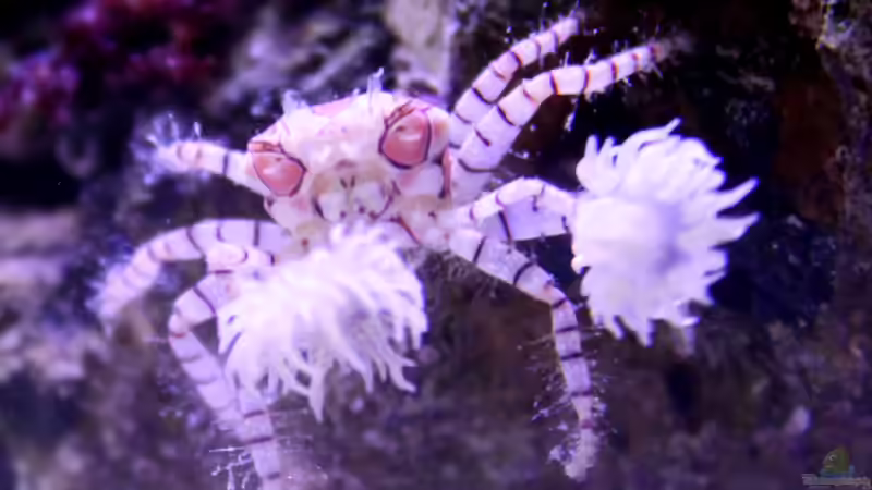 Besatz im Aquarium Becken 29062 von die Perle... (29)