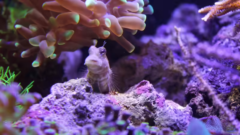 Besatz im Aquarium Becken 29062 von die Perle... (31)