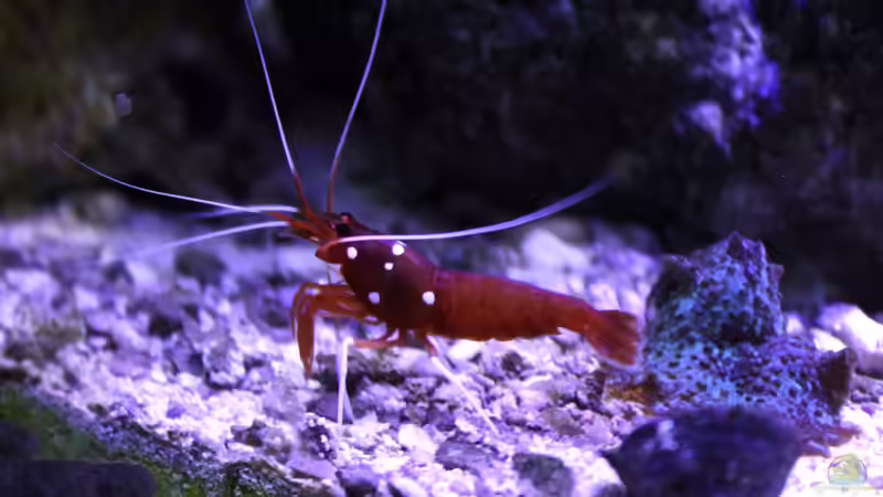 Besatz im Aquarium Becken 29062 von die Perle... (36)