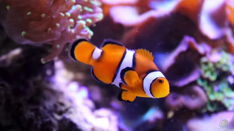 Besatz im Aquarium Becken 29062 von die Perle... (37)