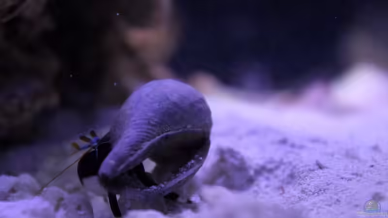 Besatz im Aquarium Becken 29062 von die Perle... (38)