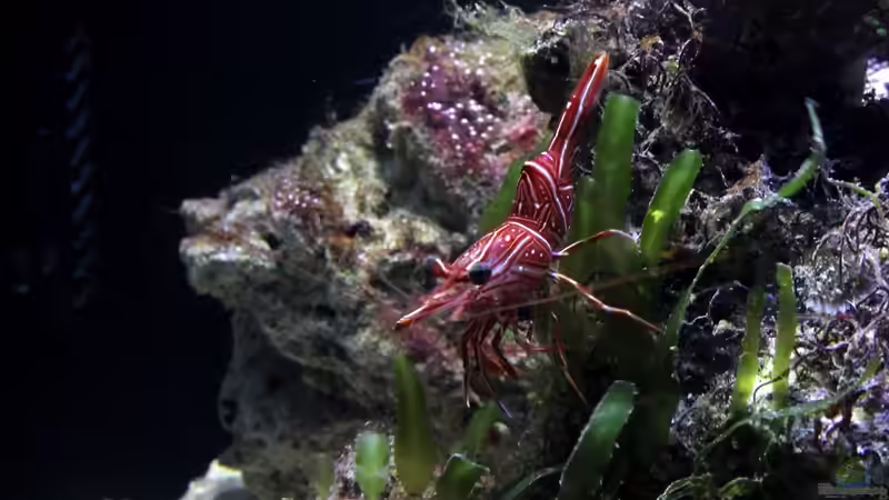 Besatz im Aquarium Becken 29062 von die Perle... (39)