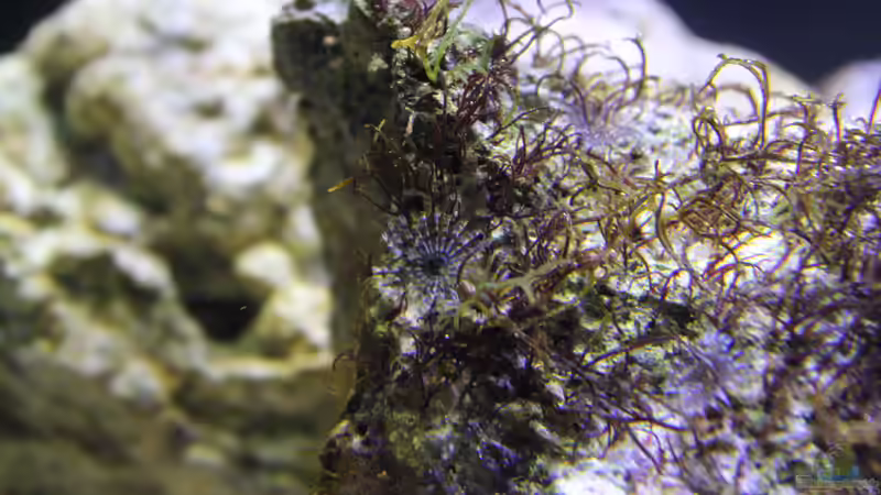 Besatz im Aquarium Becken 29062 von die Perle... (40)