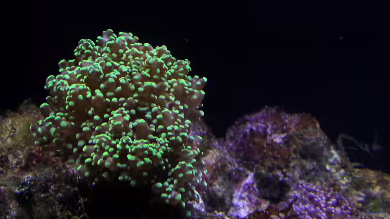 Besatz im Aquarium Becken 29062 von die Perle... (42)