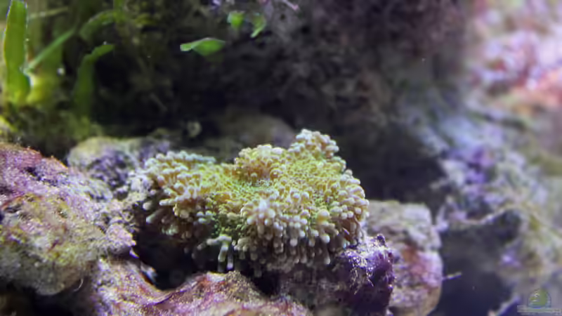 Besatz im Aquarium Becken 29062 von die Perle... (44)