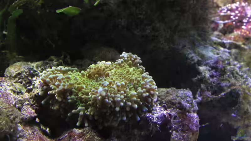 Besatz im Aquarium Becken 29062 von die Perle... (45)