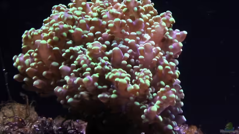 Besatz im Aquarium Becken 29062 von die Perle... (46)