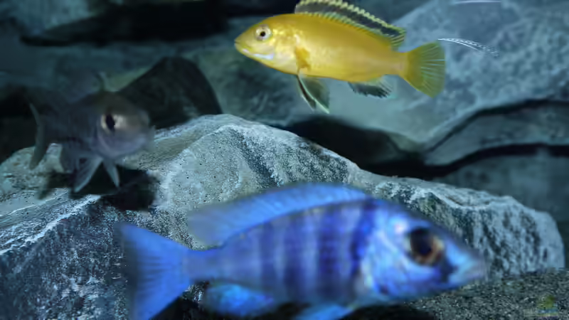 Besatz im Aquarium Becken 29067 von Sven (17)