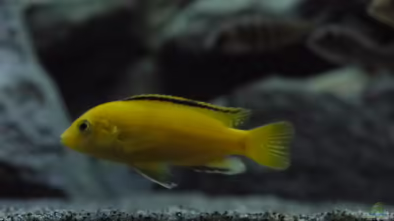 Besatz im Aquarium Becken 29067 von Sven (18)