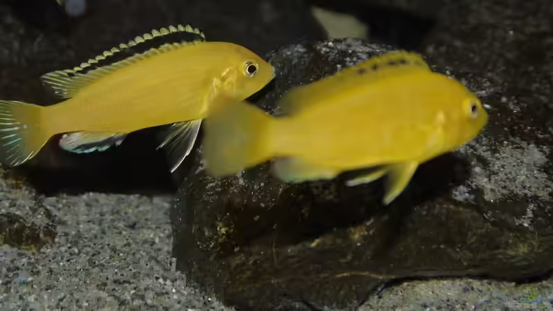 Besatz im Aquarium Becken 29067 von Sven (19)