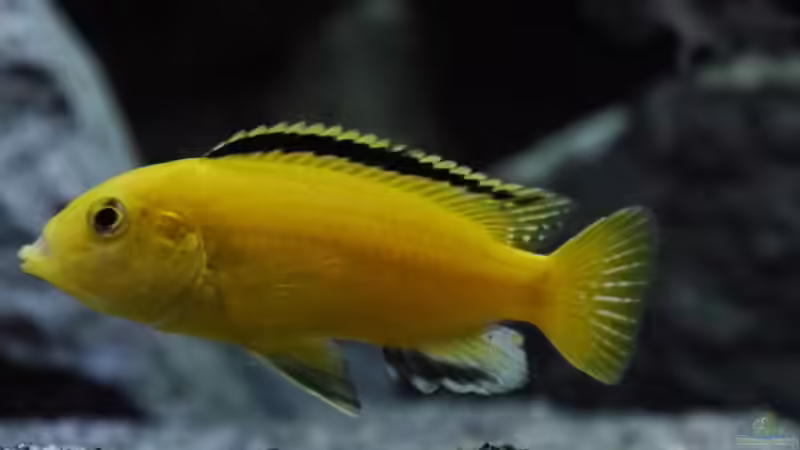 Besatz im Aquarium Becken 29067 von Sven (20)