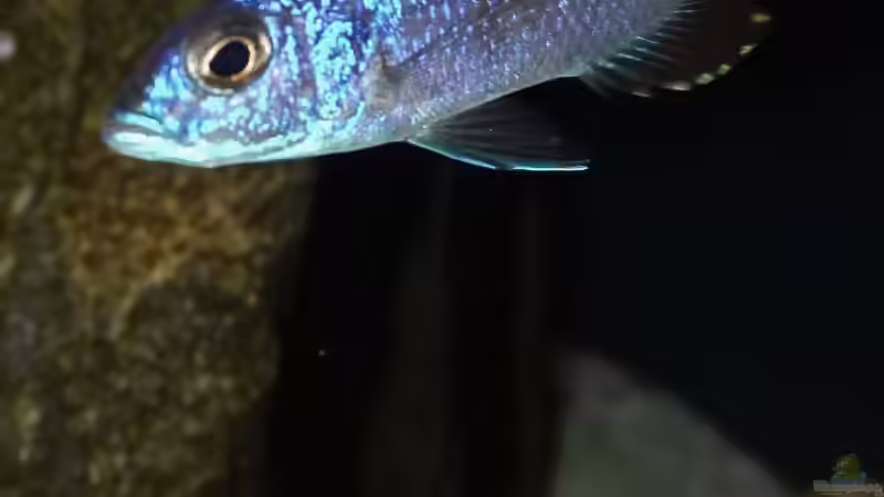 Besatz im Aquarium Becken 29067 von Sven (21)