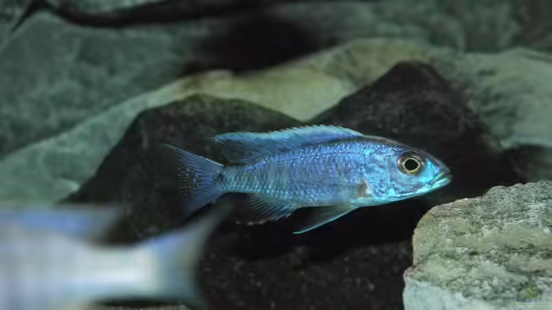 Besatz im Aquarium Becken 29067 von Sven (22)