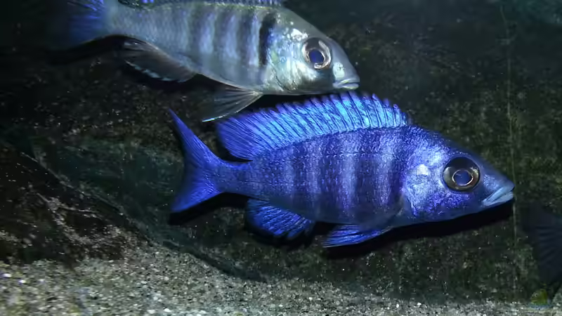 Besatz im Aquarium Becken 29067 von Sven (26)