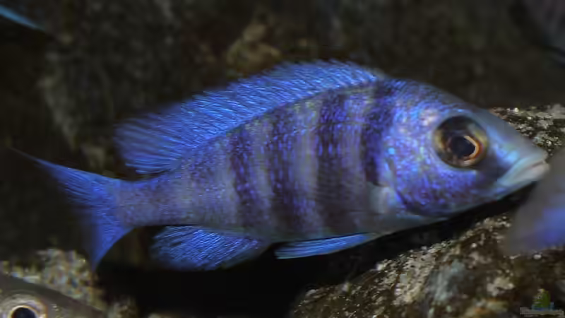 Besatz im Aquarium Becken 29067 von Sven (27)