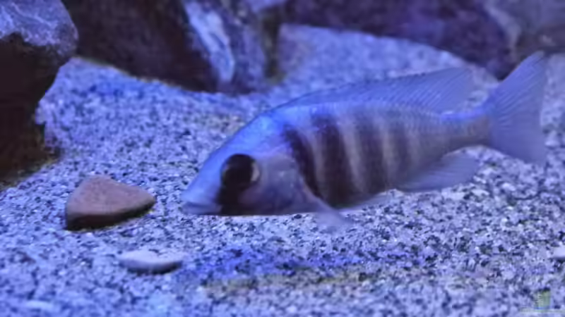 Besatz im Aquarium Becken 29067 von Sven (28)