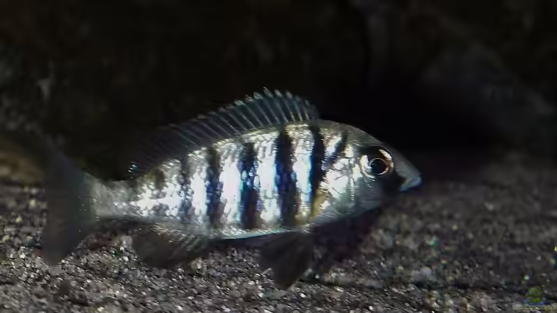 Besatz im Aquarium Becken 29067 von Sven (30)