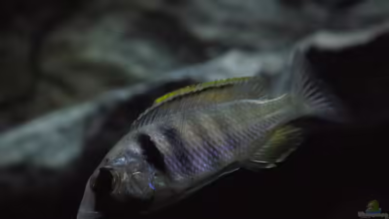 Besatz im Aquarium Becken 29067 von Sven (31)