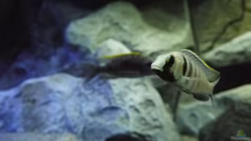 Besatz im Aquarium Becken 29067 von Sven (33)