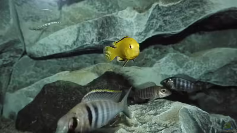 Besatz im Aquarium Becken 29067 von Sven (36)