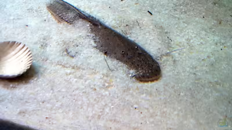 Besatz im Aquarium Becken 2911 von Robert Kolovrat (26)