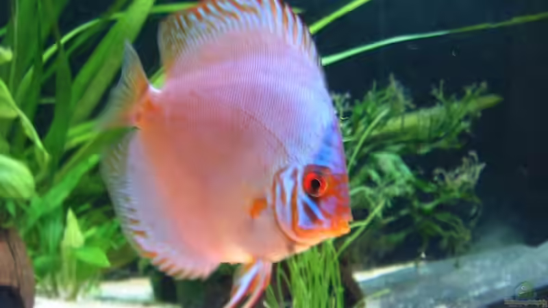 Besatz im Aquarium Becken 2911 von Robert Kolovrat (27)