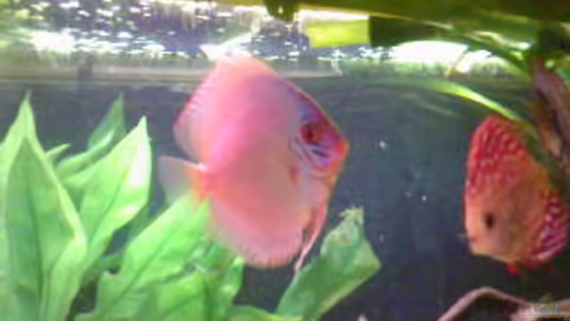 Besatz im Aquarium Becken 2911 von Robert Kolovrat (29)