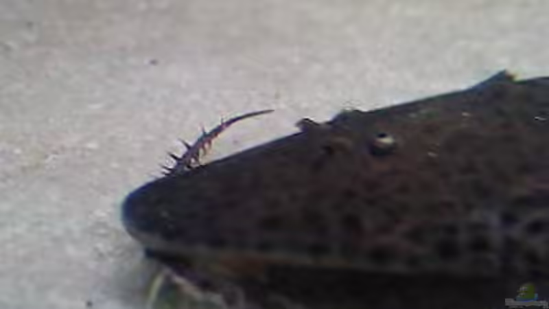 Besatz im Aquarium Becken 2911 von Robert Kolovrat (30)