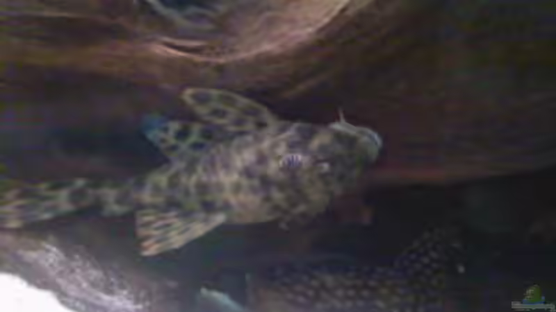 Besatz im Aquarium Becken 2911 von Robert Kolovrat (31)