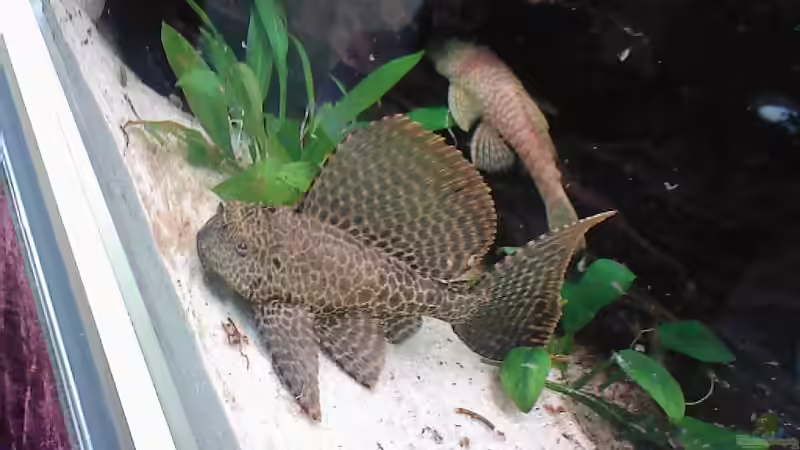 Besatz im Aquarium Becken 2911 von Robert Kolovrat (32)