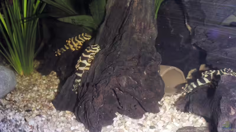 Besatz im Aquarium Becken 2912 von Peter Kretschmer (11)