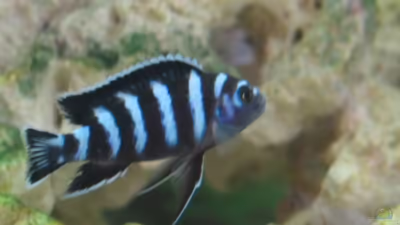 Besatz im Aquarium Becken 2912 von Peter Kretschmer (7)