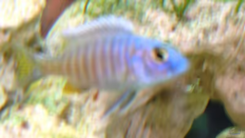 Besatz im Aquarium Becken 2912 von Peter Kretschmer (8)