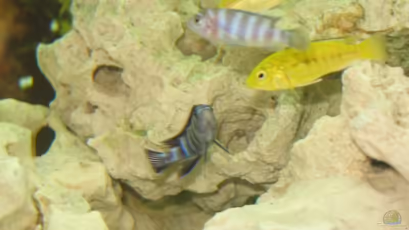 Besatz im Aquarium Becken 2912 von Peter Kretschmer (9)