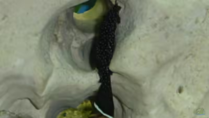 Besatz im Aquarium Becken 2913 von tizieline (5)